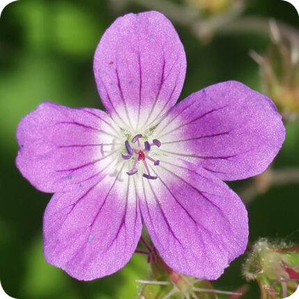 Wood Crane's-Bill (Geranium sylvaticum) close-up of violet-purple petals with dark veins in full summer bloom.