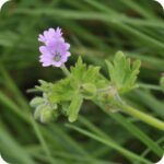 Hedge Cranesbill (Geranium pyrenaicum) lobed green hairy leaves and a purple five petalled flower.