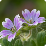 Hedge Cranesbill (Geranium pyrenaicum) close-up of bright purple flowers with veined petals on slender green stems.
