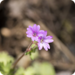 Hedge Cranesbill (Geranium pyrenaicum) close up of bright purple flowers with veined petals and deep purple stamens.