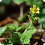 Wood Avens (Geum urbanum) close-up of yellow five-petaled flowers with green sepals in summer bloom.
