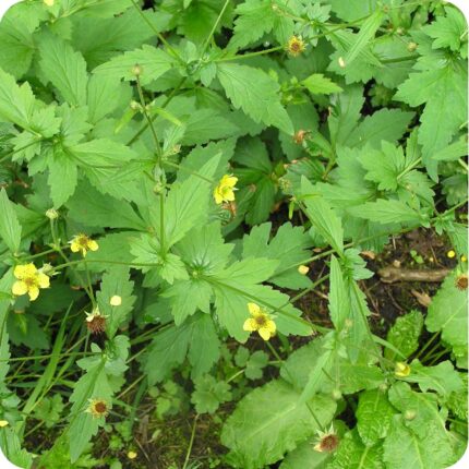 Wood Avens (Geum urbanum) growing on the forest floor among grasses, leaf litter, and other native woodland plants.
