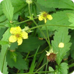 Wood Avens (Geum urbanum) low-growing woodland plant with toothed green leaves and upright yellow flower stems.