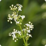 Hedge Bedstraw (Galium mollugo) green stemed plant with small white flowers