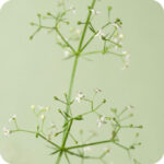 Hedge Bedstraw (Galium mollugo) green stemed plant with small white flowers