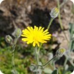 Mouse-ear Hawkweed (Pilosella officinarum) low-growing plant with silvery hairy leaves and yellow flower heads.