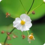 Water Violet (Hottonia palustris) close-up of delicate lilac-purple flowers with yellow centres on submerged stems.