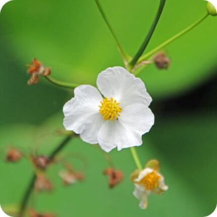Water Violet (Hottonia palustris) close-up of delicate lilac-purple flowers with yellow centres on submerged stems.