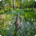 Water Violet (Hottonia palustris) growing in shallow pond margins among submerged plants and native aquatic vegetation.