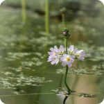 Water Violet (Hottonia palustris) aquatic plant with feathery green leaves and upright lilac flower.