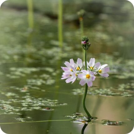 Water Violet (Hottonia palustris) aquatic plant with feathery green leaves and upright lilac flower.