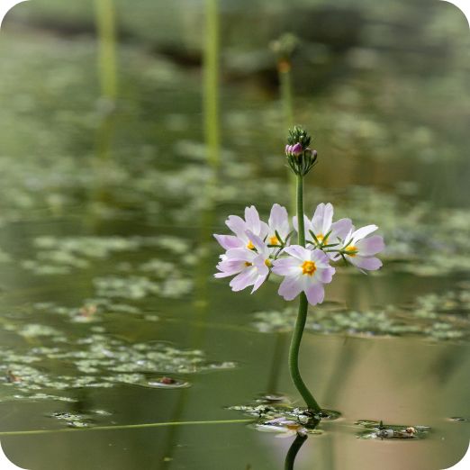 Hottonia_palustris_plant Water Violet (Hottonia palustris) aquatic plant with feathery green leaves and upright lilac flower.