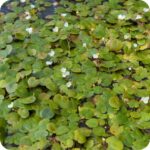 Frogbit (Hydrocharis morsus-ranae) covering still pond surface among flat round aquatic leaves.
