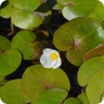 Frogbit (Hydrocharis morsus-ranae) floating aquatic plant with round green leaves and delicate white flowers.