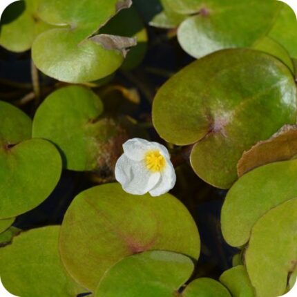 Frogbit (Hydrocharis morsus-ranae) floating aquatic plant with round green leaves and delicate white flowers.
