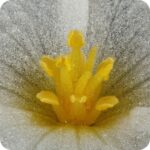 Frogbit (Hydrocharis morsus-ranae) close up of a yellow stamen flower surrounded by thin white petals.