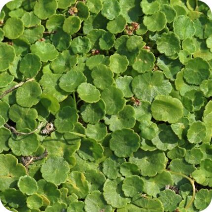 Marsh Pennywort (Hydrocotyle vulgaris) spreading across damp ground beside ponds and streams among wetland plants.