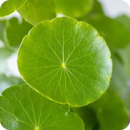 Marsh Pennywort (Hydrocotyle vulgaris) close-up of rounded glossy green leaves in wetland setting.