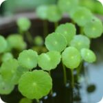 Marsh Pennywort (Hydrocotyle vulgaris) creeping wetland plant with circular green leaves in pond water.