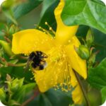 Common St Johns Wort (Hypericum perforatum) close up of bright yellow star shaped flowers with a bumble bee collecting nectar.
