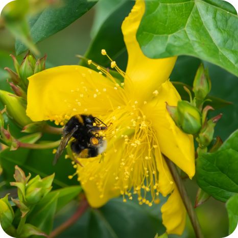 Common St Johns Wort (Hypericum perforatum) close up of bright yellow star shaped flowers with a bumble bee collecting nectar.