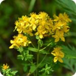Common St Johns Wort (Hypericum perforatum) upright perennial with green leaves and clusters of vivid yellow flowers.