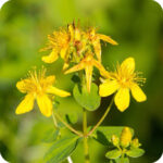 Perforate St John's-Wort (Hypericum perforatum) close-up of bright yellow star-shaped flowers with delicate stamens.