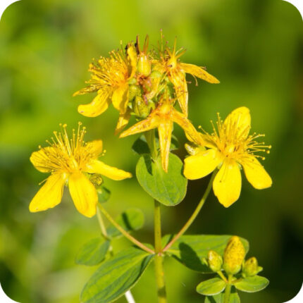 Perforate St John's-Wort (Hypericum perforatum) close-up of bright yellow star-shaped flowers with delicate stamens.