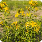 Perforate St John's-Wort (Hypericum perforatum) growing in sunny meadows and grassy verges among native wildflowers.