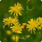 Common Cats Ear Hypochaeris radicata low-growing plant with green leaves and yellow daisy-like flowers on upright stems.