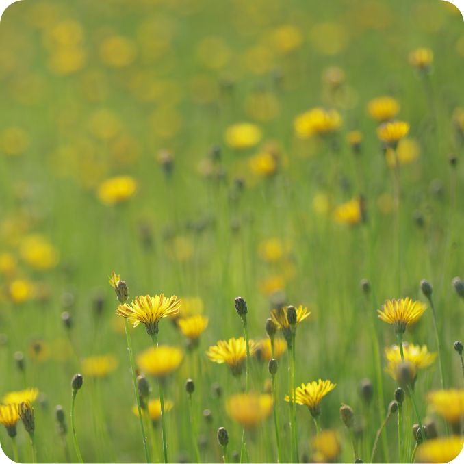 Common Cats Ear Hypochaeris radicata growing in grassy meadows and lawns with bright yellow flowers among native plants.