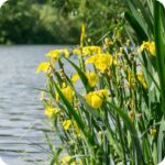 Yellow Flag (Iris pseudacorus) growing along river edges among reeds and other aquatic vegetation in summer.