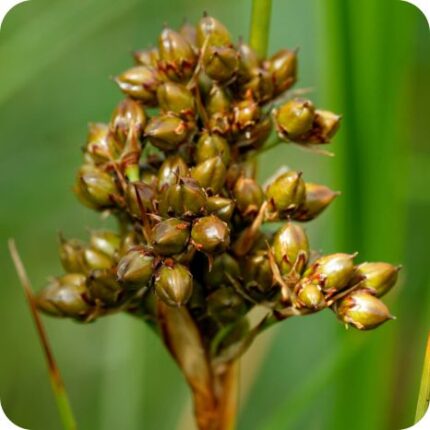 Sharp Rush (Juncus acutus) close-up of brownish-green clustered flowers on stiff, spiky green stems in summer bloom.