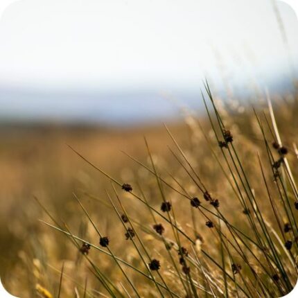 Sharp Rush (Juncus acutus) growing in coastal wetlands and marshes among reeds and other native vegetation.