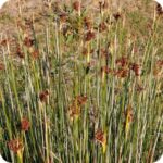 Sharp Rush (Juncus acutus) tall, spiky wetland plant with stiff green leaves and clusters of small brownish flowers.