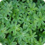 Alpine Lady's Mantle (Alchemilla alpina) multiple low alpine plant with silky silver-edged green leaves