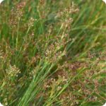 Jointed Rush Juncus articulatus growing in damp meadows and marshes among reeds, grasses, and other wetland plants.