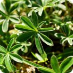 Alpine Lady's Mantle (Alchemilla alpina) close-up of a silver edged divided leaves.