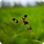 Jointed Rush (Juncus articulatus) close-up of brown clustered flower heads on smooth jointed green stems in wetlands.