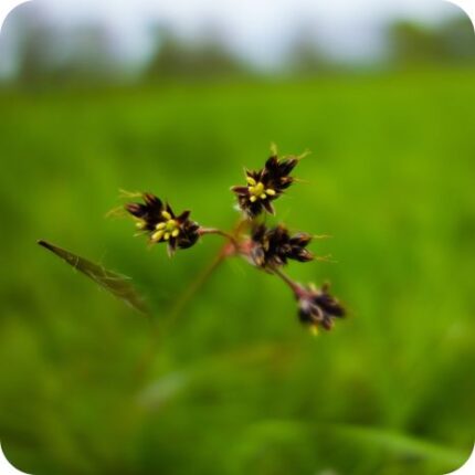 Jointed Rush (Juncus articulatus) close-up of brown clustered flower heads on smooth jointed green stems in wetlands.