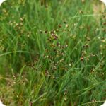Jointed Rush (Juncus articulatus) tufted wetland plant with hollow jointed stems and small brownish flower clusters.