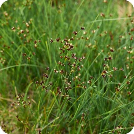 Jointed Rush (Juncus articulatus) tufted wetland plant with hollow jointed stems and small brownish flower clusters.