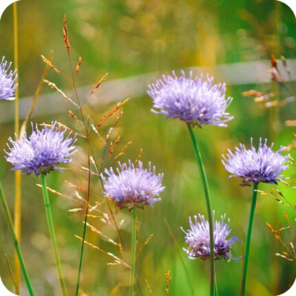 Field Scabious (Knautia arvensis) upright meadow plant with green leaves and clusters of lilac-blue pincushion flowers.