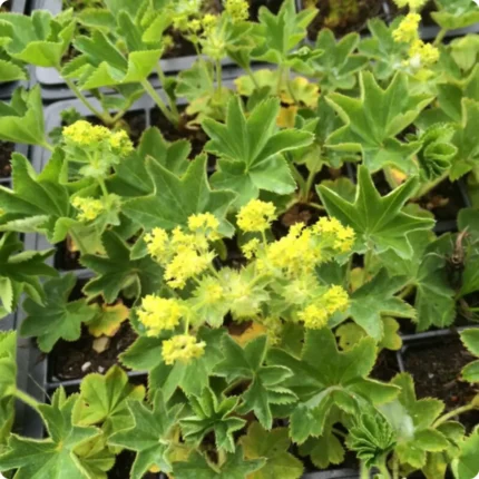Large-leaved Lady's Mantle (Alchemilla xanthochlora) clump forming plant with large lobed leaves in plug strays.