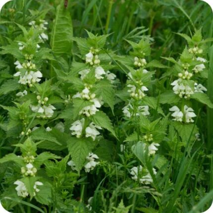 White Dead-Nettle (Lamium album) growing along hedgerows and grassy verges among nettles and other wild plants.