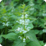White Dead-Nettle (Lamium album) upright plant with serrated green leaves and clusters of white tubular flowers.