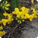 Meadow Vetchling (Lathyrus pratensis) close-up of bright yellow pea-like flowers on slender climbing stems in bloom.