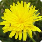 Close up of Rough Hawkbit Leontodon hispidus a dandelion like yellow flower