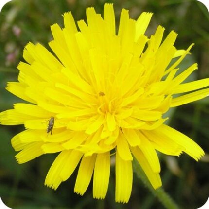 Close up of Rough Hawkbit Leontodon hispidus a dandelion like yellow flower