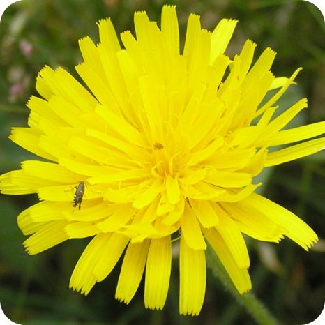 Leontodon_hispidus_Flower Close up of Rough Hawkbit Leontodon hispidus a dandelion like yellow flower